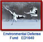 ED1640 Dancing Cranes Holiday Card