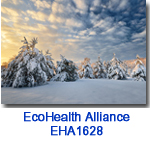 EHA1628 Weighty Evergreens