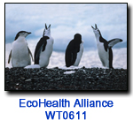 Singing Penguins card supporting EcoHealth Alliance