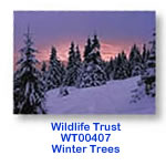 WT0407 Winter Trees