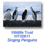 WT0611 Singing Penguins